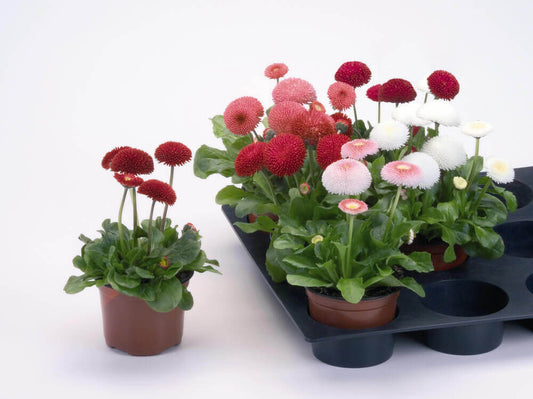 Edel-Gänseblümchen (Bellis perennis Hybride) im Set | 8 Pflanzen