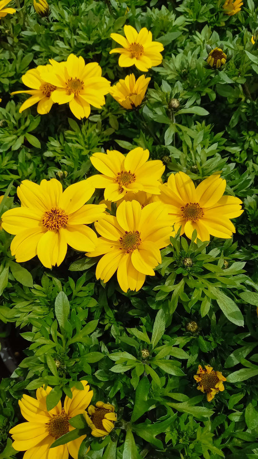 Zweizahn/ Goldmarie (Bidens ferulifolia) 'Yellow' T12, großblumig