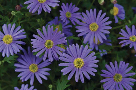 Australisches Gänseblümchen (Brachyscome) 'Brasco™ Violet' T12