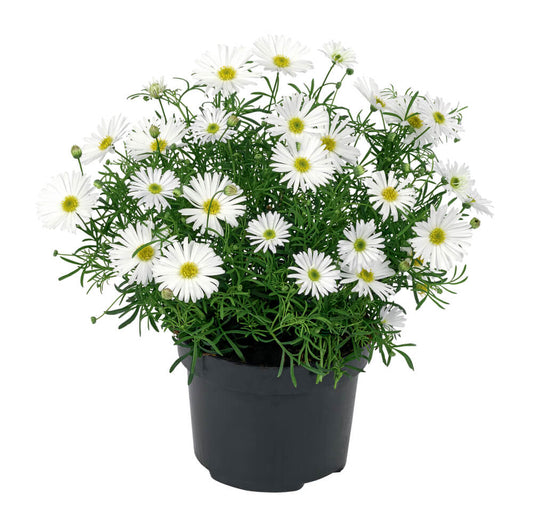 Australisches Gänseblümchen (Brachyscome) 'Surdaisy® White' T12