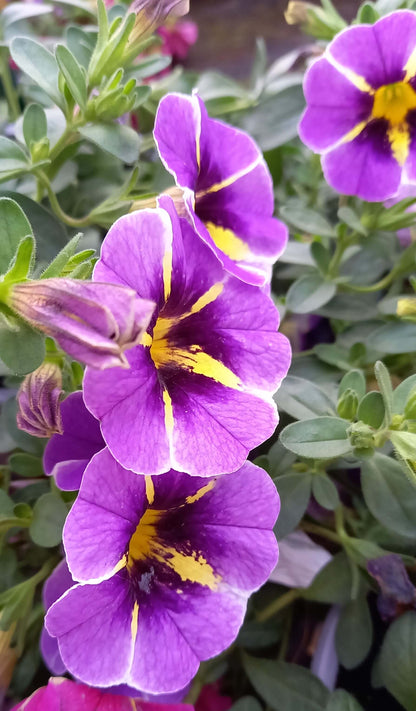 Zauberglöckchen (Calibrachoa parviflora) im Spar-Set | 8 Stück