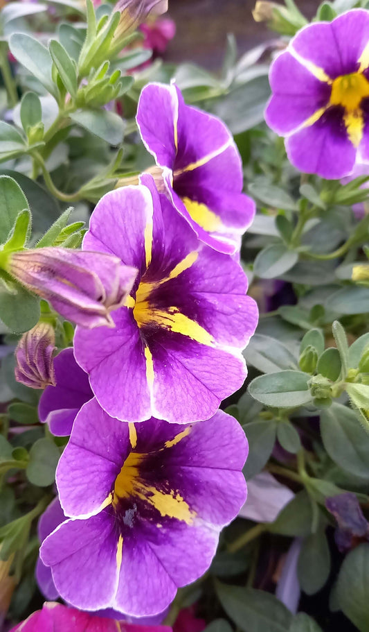 Zauberglöckchen (Calibrachoa parviflora) im Spar-Set | 4 Stück T12