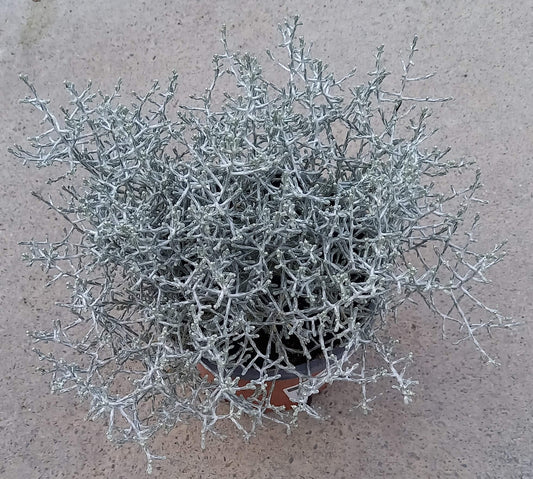 Stacheldrahtpflanze (Calocephalus brownii) T12