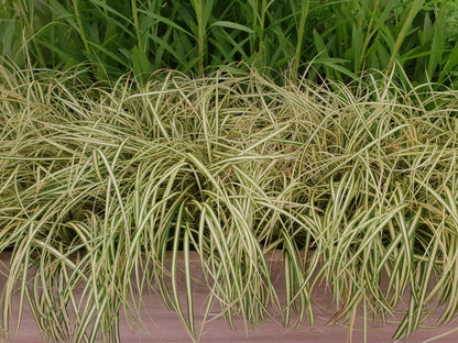 Goldsegge (Carex oschimensis) 'Evergold' T11/12 - winterhart