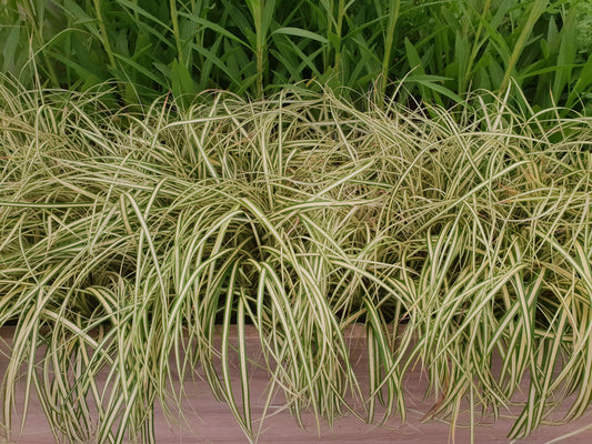 Goldsegge (Carex oschimensis) 'Evergold' T11/12 - winterhart