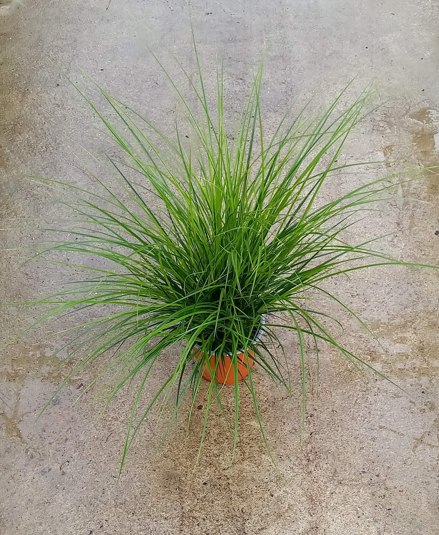Bräunliche Segge (Carex brunnea) 'Magic Green' T12  - winterhart