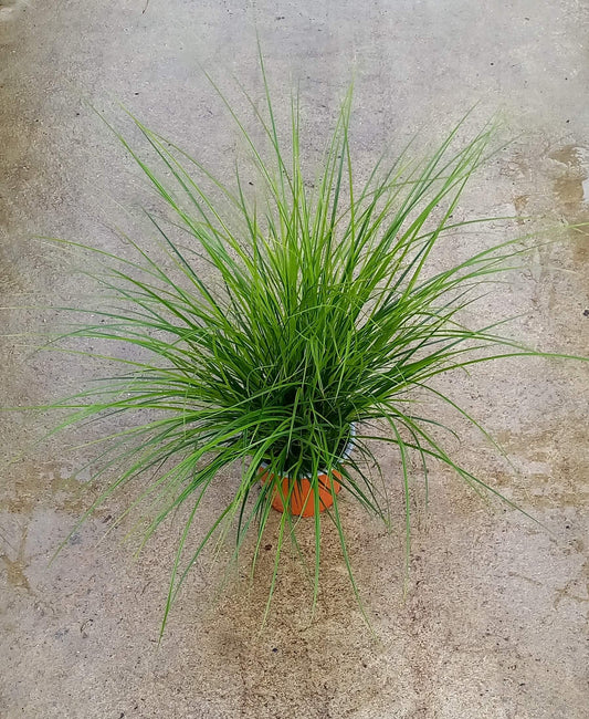 Bräunliche Segge (Carex brunnea) 'Magic Green' T12  - winterhart