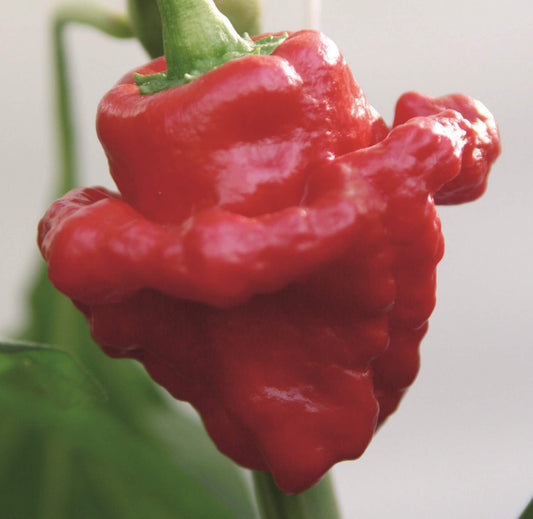 Scotch Bonnet Chili 'Animo® Red'