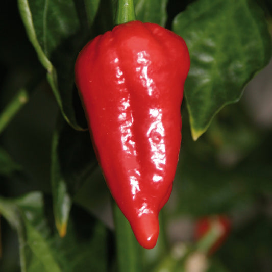 Indischer Chili Dorset Naga 'Cresto® Red'