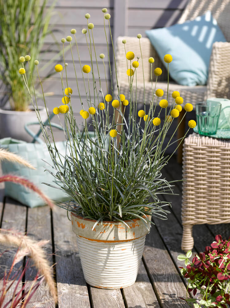 Trommelstöckchen (Craspedia globosa) 'Golf Beauty' T12