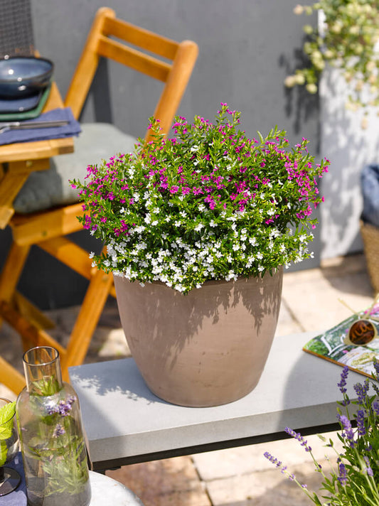 Japanische Scheinmyrte (Cuphea hyssopifolia) 'Myrtis® Duo Purple-White' T12