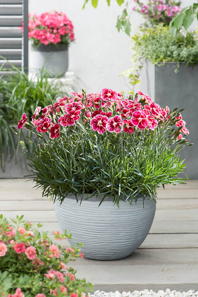 Duftende Land-Nelke (Dianthus caryophyllus) 'Flutterburst®' T12 - winterhart