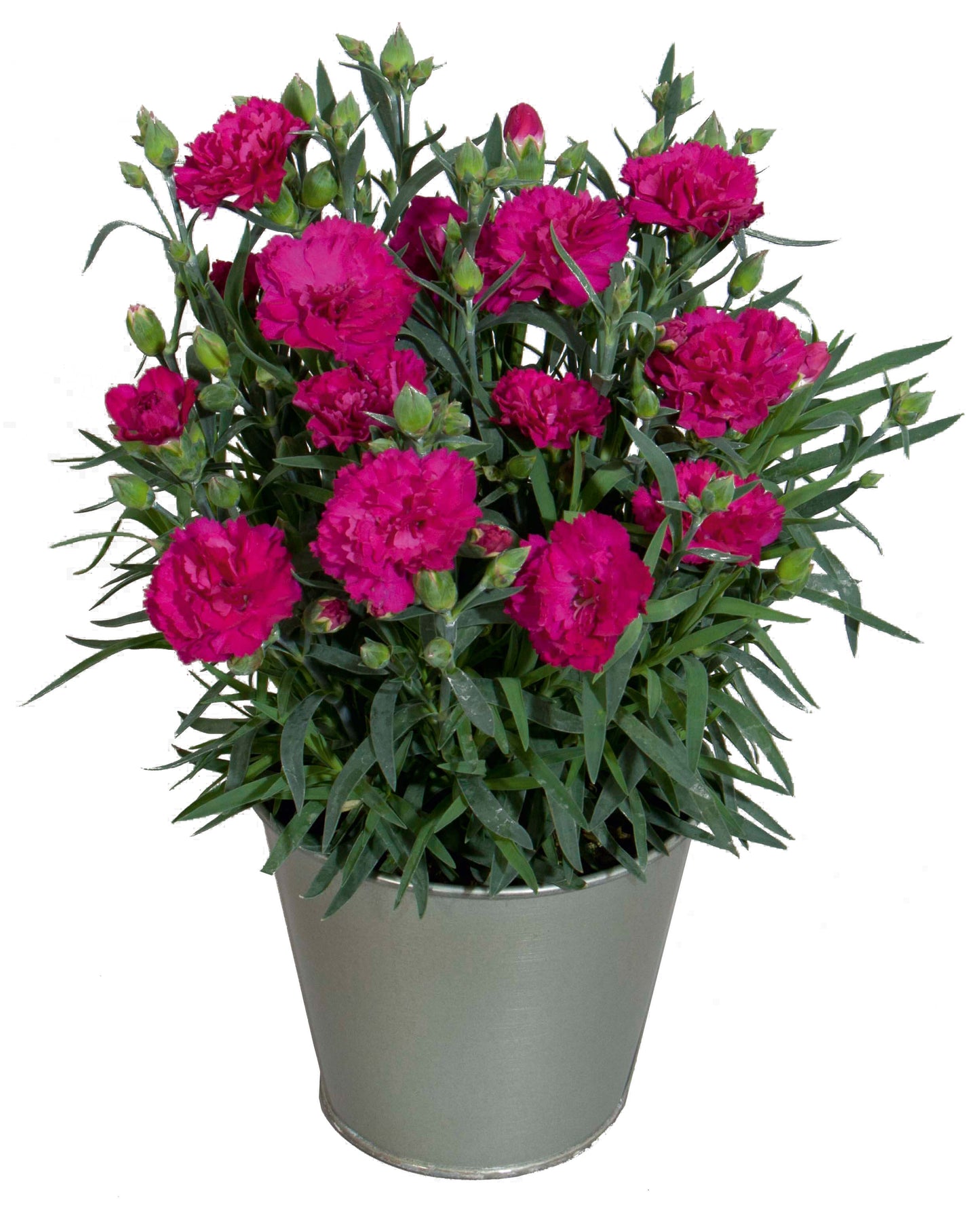 Nelken (Dianthus) im Spar-Set | 6 Stück