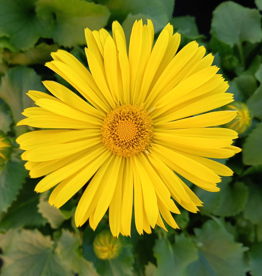 Kaukasus-Gemswurz (Doronicum orientale) 'Leonardo compact' T12 - winterhart