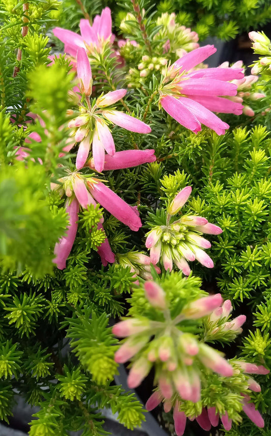 Erica verticillata 'African Coral' T13