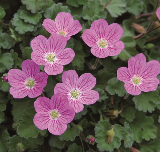 Zwergiger Garten-Reiherschnabel (Erodium x variabile) 'Bishop Rose' T12  - winterhart