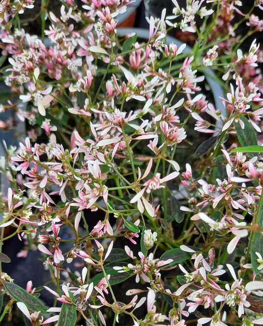 Zauberschnee (Euphorbia hypericifolia) rosa T12