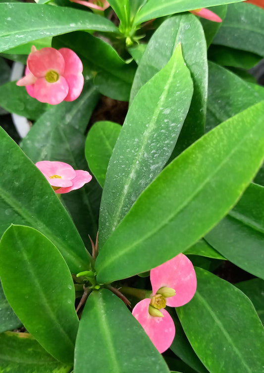 Euphorbia 'Hot Milii' rosa T11