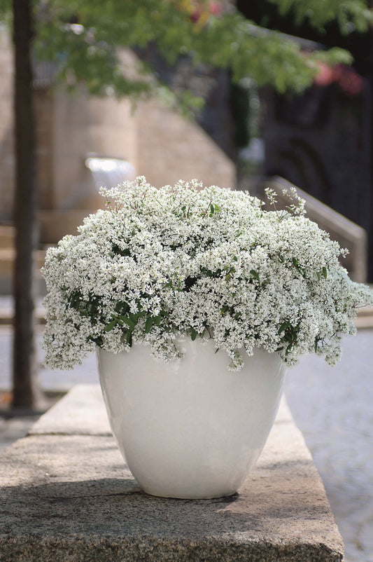 Zauberschnee (Euphorbia hypericifolia) T12
