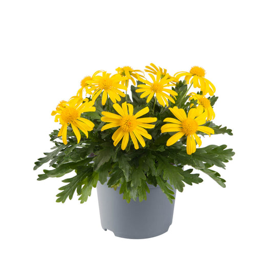 Gelbe Strauchmargerite (Euryops pectinatus) 'Sonneschein' T12