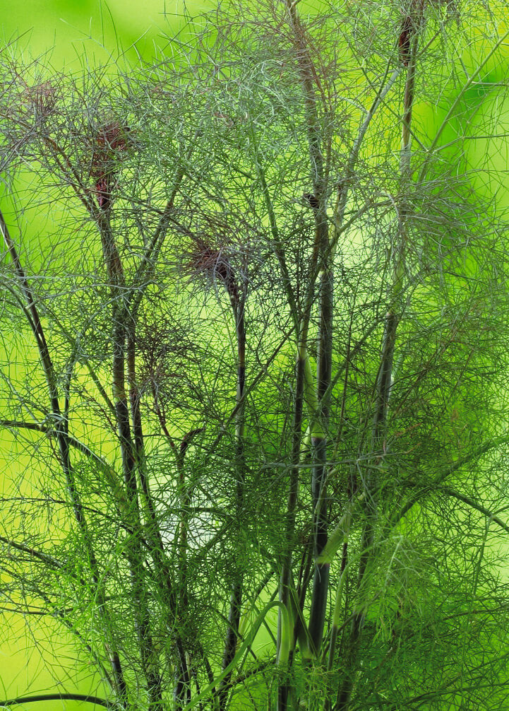 Bronzefenchel (Foeniculum vulgare) 'Smokey' T12 - winterhart
