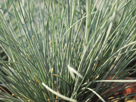 Blauschwingel (Festuca glauca) 'Eisvogel' T11/12 - winterhart