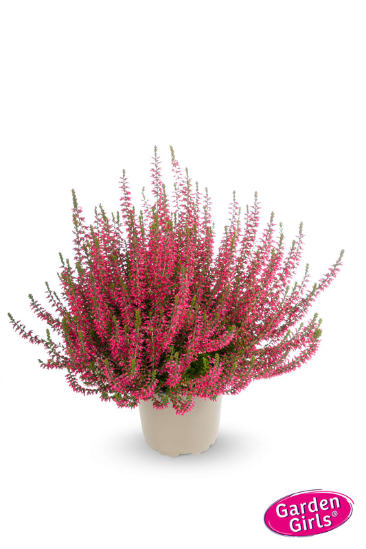 Knospenheide (Calluna vulgaris) Gardengirls® Angie