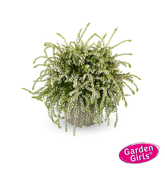 Knospenheide (Calluna vulgaris) Rasta Girls® Claire T11