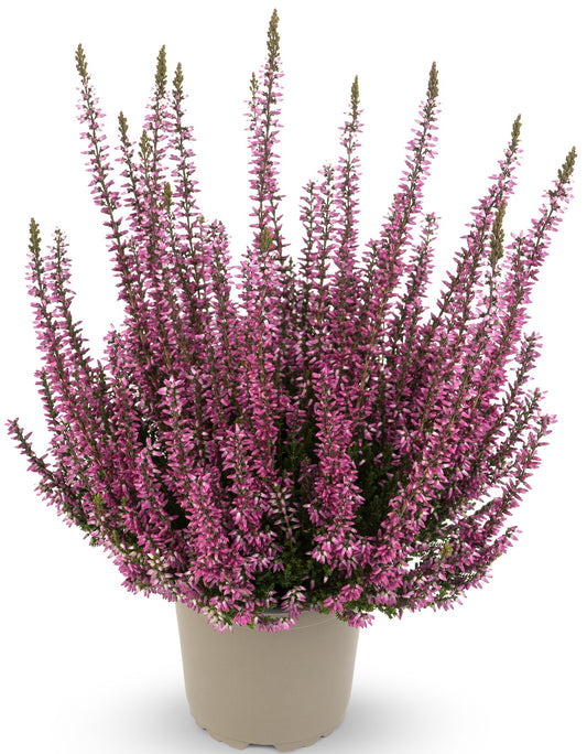 Knospenheide (Calluna vulgaris) Gardengirls® violett
