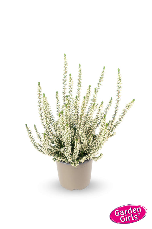 Knospenheide (Calluna vulgaris) Gardengirls® Emma