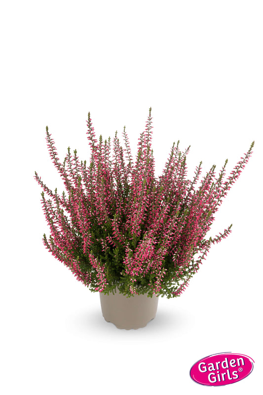 Knospenheide (Calluna vulgaris) Gardengirls® rot