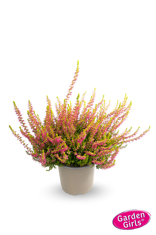 Knospenheide (Calluna vulgaris) Gardengirls® Golden Angie
