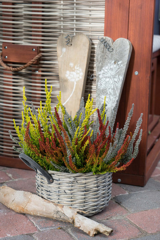 Knospenheide (Calluna vulgaris) Sunset Fire® Icy Fire T13