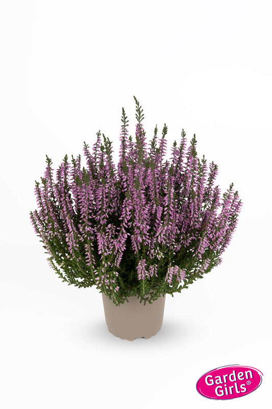 Knospenheide (Calluna vulgaris) Gardengirls® Lisbeth
