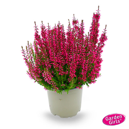 Knospenheide (Calluna vulgaris) Gardengirls® Milva