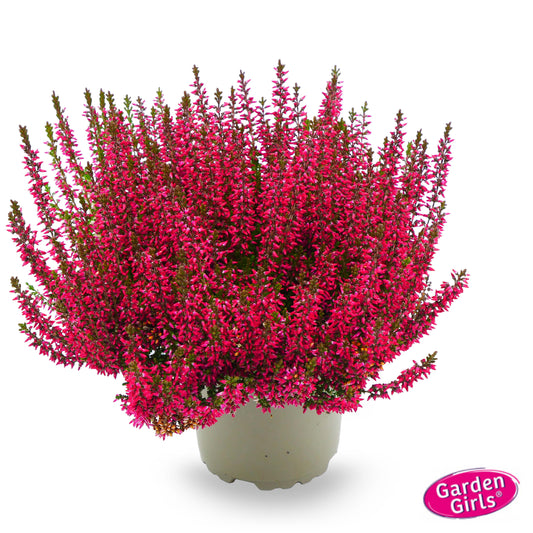 Knospenheide (Calluna vulgaris) Gardengirls® Patricia