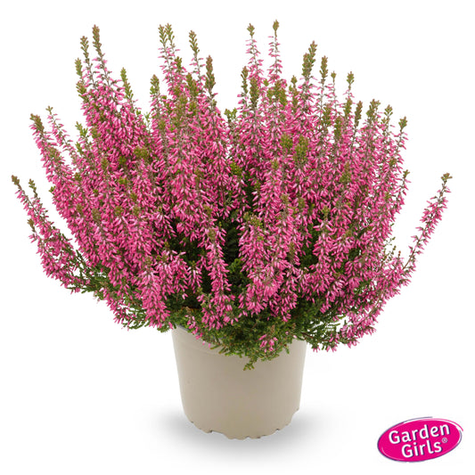 Knospenheide (Calluna vulgaris) Gardengirls® Paula
