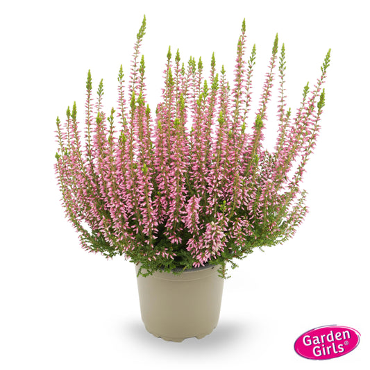 Knospenheide (Calluna vulgaris) Gardengirls® rosa
