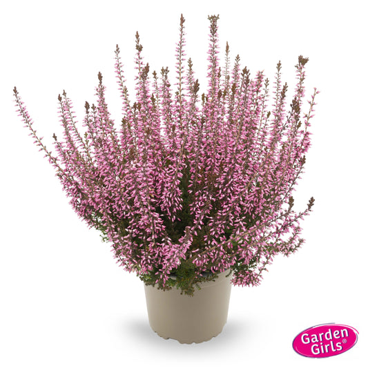 Knospenheide (Calluna vulgaris) Gardengirls® Romy
