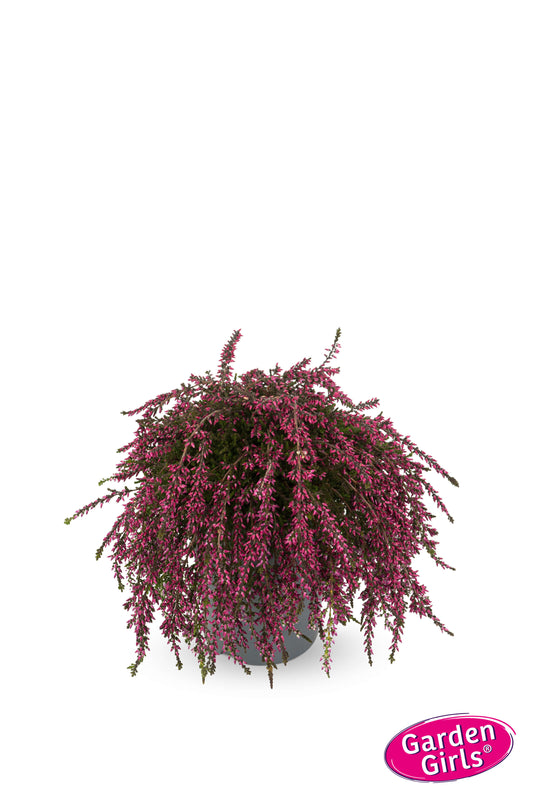 Knospenheide (Calluna vulgaris) Rasta Girls®  Rote Janina T11