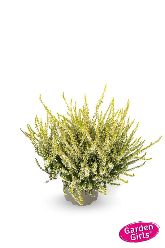 Knospenheide (Calluna vulgaris) Gardengirls® Sandy