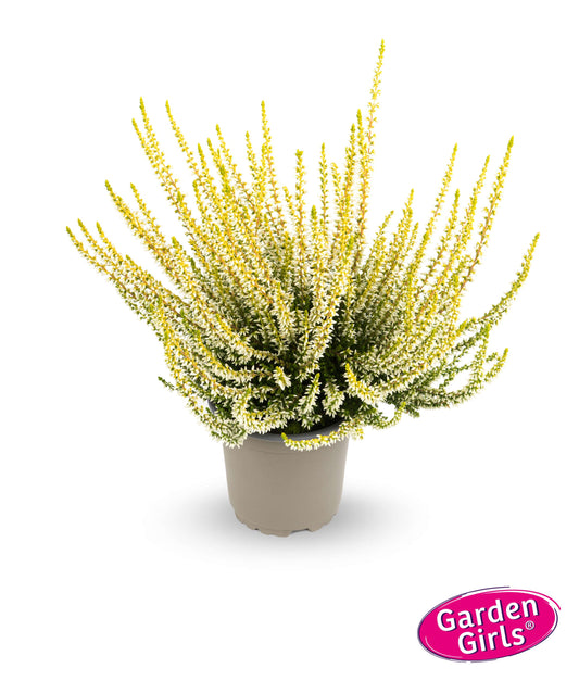 Knospenheide (Calluna vulgaris) Gardengirls® Sarah