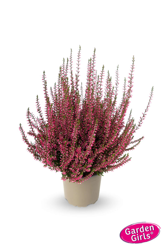 Knospenheide (Calluna vulgaris) Gardengirls® Selma
