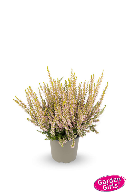 Knospenheide (Calluna vulgaris) Gardengirls® Tamara