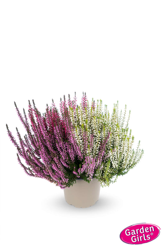 Knospenheide (Calluna vulgaris) Triogirls® rot-lila-weiß