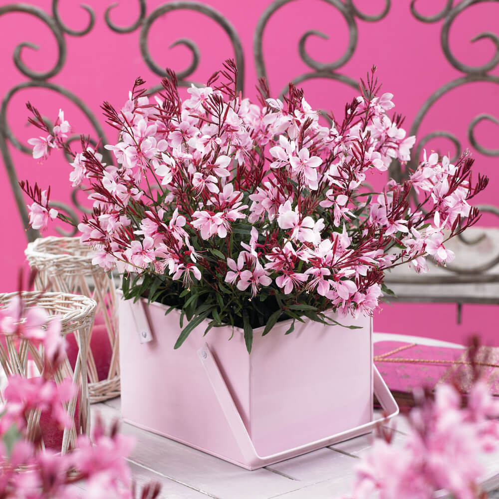 Prachtkerze (Gaura lindheimeri) 'Gaudi® Compact' in verschiedenen Farben
