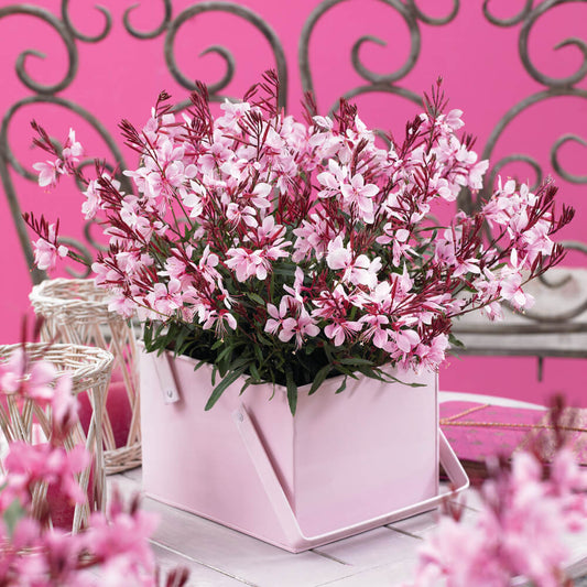 Prachtkerze (Gaura lindheimeri) 'Gaudi® Compact' in verschiedenen Farben