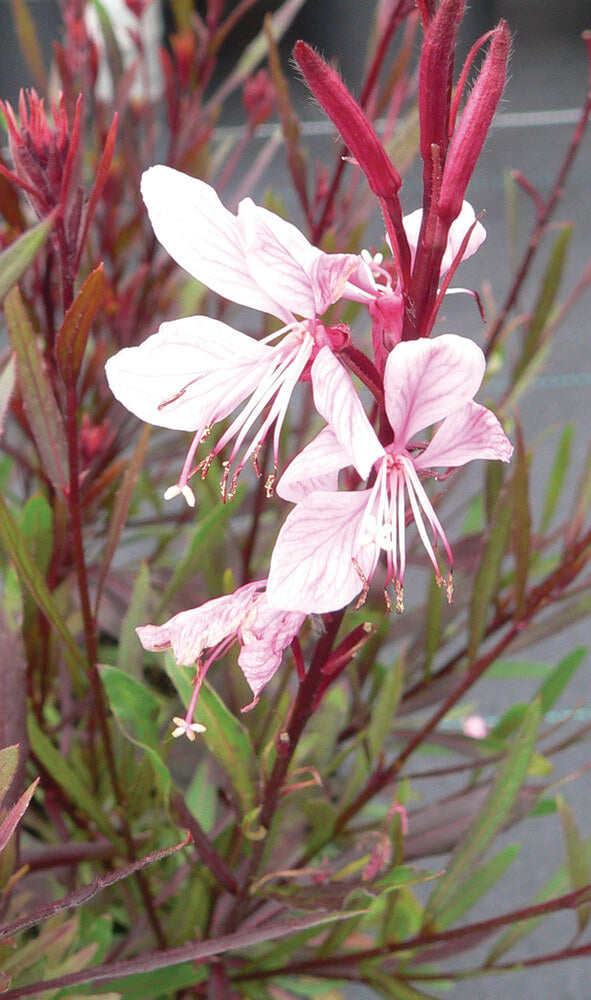 Prachtkerze (Gaura lindheimeri) 'Siskiyou Pink' T12 -winterhart