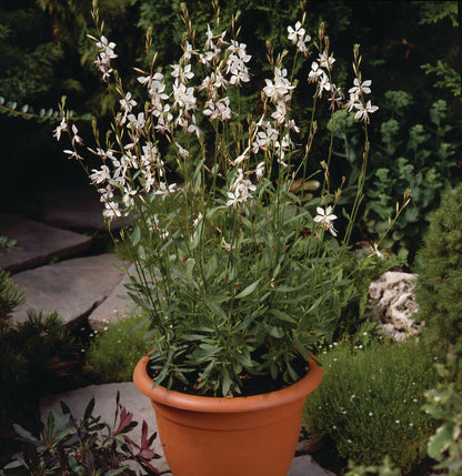 Prachtkerze (Gaura lindheimeri) 'Whirling Butterflies' T12 -winterhart