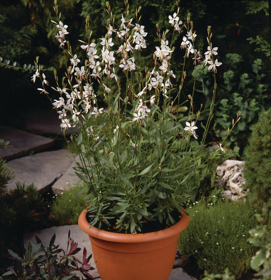Prachtkerze (Gaura lindheimeri) 'Whirling Butterflies' T12 -winterhart